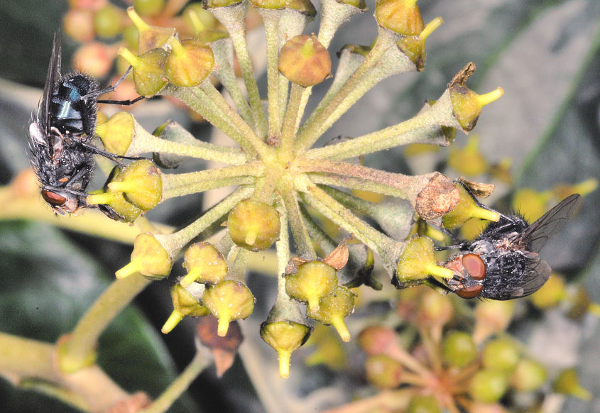 Immagini di macrofotografia